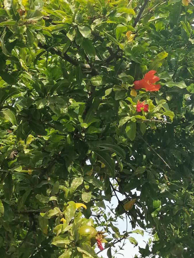 Вілла Lemon Tree House Калівес Екстер'єр фото